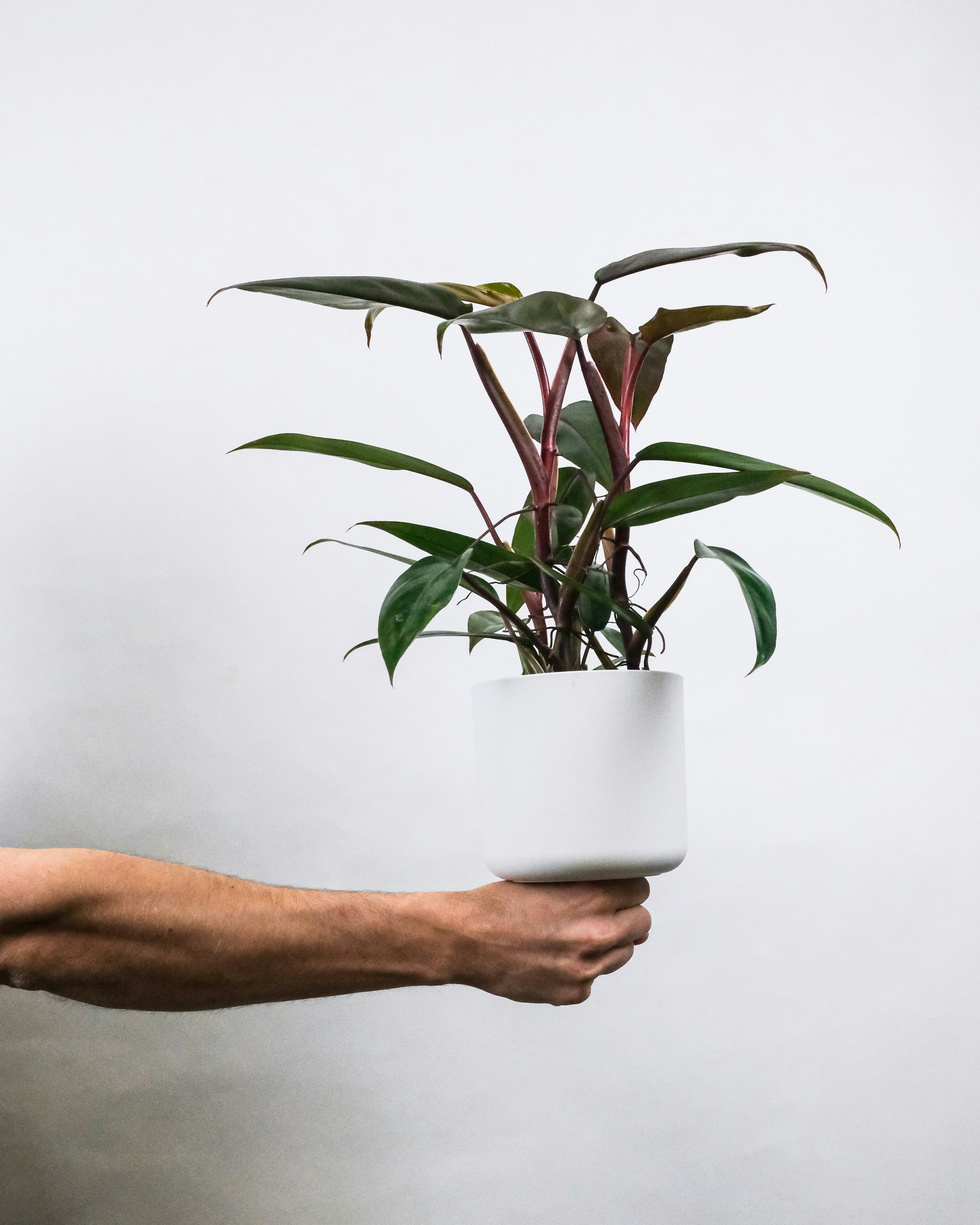 person holding white ceramic pot with green plant